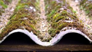 Подробнее о статье Что такое мох и почему он живёт на наших крышах?